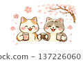 Cute cats enjoying cherry blossom viewing under the cherry tree 137226060