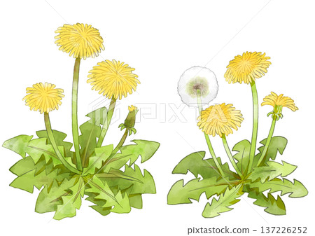 Dandelion illustration, hand-drawn, watercolor style 137226252
