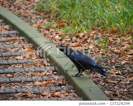 Crow descending the stairs Crow descending the stairs 137226294