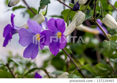Purple Thunbergia erecta (Acanthaceae) Purple Thunbergia erecta (Acanthaceae) 137226465