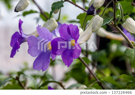 Purple Thunbergia erecta (Acanthaceae) Purple Thunbergia erecta (Acanthaceae) 137226466