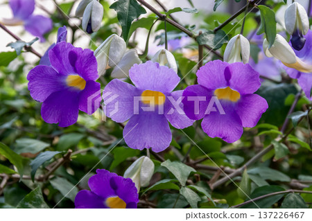 Purple Thunbergia erecta (Acanthaceae) Purple Thunbergia erecta (Acanthaceae) 137226467