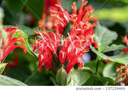 Ixora cocchinae [One of the national flowers of Myanmar] 137226469