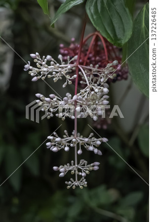 白花美丁花 白花美丁花 137226485