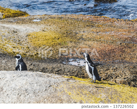 African penguins stand on sunlit granite rocks 137226502