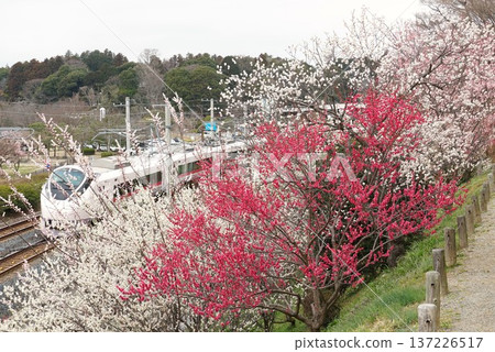 Mito Kairakuen Plum Festival - Early spring scenery with red plum blossoms in bloom Mito Kairakuen Plum Festival - Early spring scenery with red plum blossoms in bloom 137226517