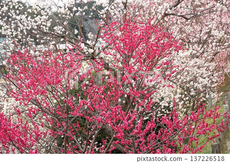Mito Kairakuen Plum Festival - Early spring scenery with red plum blossoms in bloom Mito Kairakuen Plum Festival - Early spring scenery with red plum blossoms in bloom 137226518
