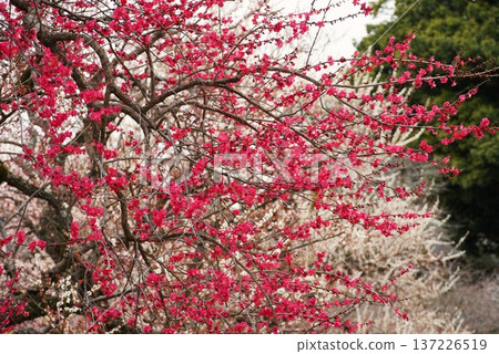 Mito Kairakuen Plum Festival - Early spring scenery with red plum blossoms in bloom 137226519
