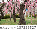 Mito Kairakuen Plum Festival - Early spring scenery with red weeping plum blossoms in bloom 137226527