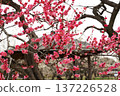 Mito Kairakuen Plum Festival - Early spring scenery with red plum blossoms in bloom 137226528