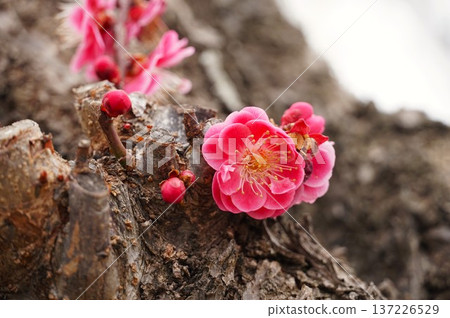 Mito Kairakuen Plum Festival - Early spring scenery with red plum blossoms in bloom Mito Kairakuen Plum Festival - Early spring scenery with red plum blossoms in bloom 137226529