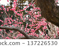 Mito Kairakuen Plum Festival - Early spring scenery with red plum blossoms in bloom 137226530