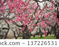 Mito Kairakuen Plum Festival - Early spring scenery with red plum blossoms in bloom 137226531