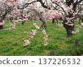 Mito Kairakuen Plum Festival - Early spring scenery with white plum blossoms in bloom 137226532