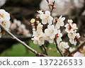 Mito Kairakuen Plum Festival - Early spring scenery with white plum blossoms in bloom 137226533
