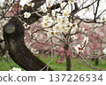 Mito Kairakuen Plum Festival - Early spring scenery with white plum blossoms in bloom 137226534