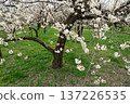 Mito Kairakuen Plum Festival - Early spring scenery with white plum blossoms in bloom 137226535