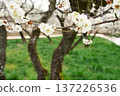 Mito Kairakuen Plum Festival - Early spring scenery with white plum blossoms in bloom 137226536
