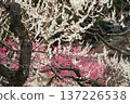 Mito Kairakuen Plum Festival - Early spring scenery with white plum blossoms in bloom 137226538