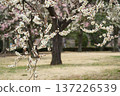 Mito Kairakuen Plum Festival - Early spring scenery with white plum blossoms in bloom 137226539