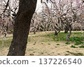 Mito Kairakuen Plum Festival - Early spring scenery with white plum blossoms in bloom 137226540