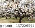 Mito Kairakuen Plum Festival - Early spring scenery with white plum blossoms in bloom 137226541