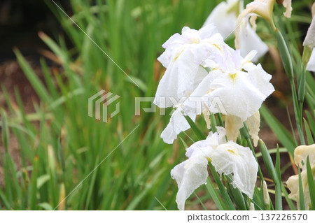 鳶尾花有馬河 1 137226570