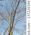 Deciduous trees in winter 137226584