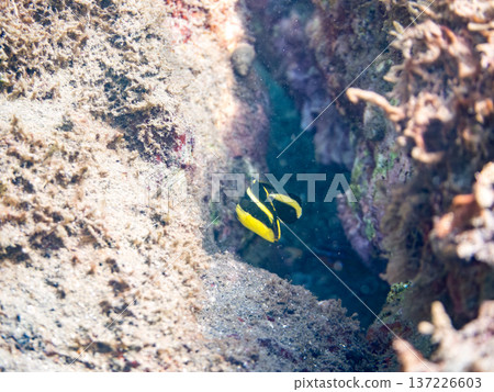 Young yellowtail porgy. Swims in a wriggling motion. Hirizohama Beach, Nakagi, Minamiizu Town, Izu Peninsula, Shizuoka Prefecture - 2025 One of Japan's leading snorkeling spots Young yellowtail porgy. Swims in a wriggling motion. Hirizohama Beach, Nakagi, Minamiizu Town, Izu Peninsula, Shizuoka Prefecture - 2025 One of Japan's leading snorkeling spots 137226603
