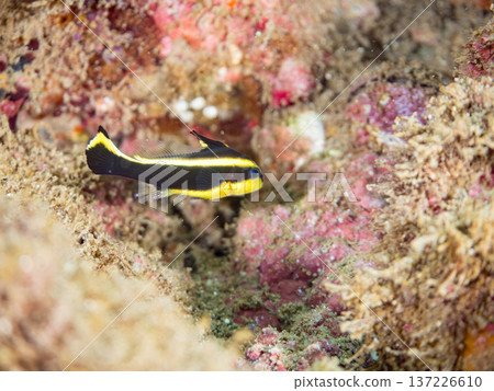 幼年黃尾鯛。遊動時扭動著身體。日本靜岡縣伊豆半島南伊豆町中木町的鱧濱海灘 - 2025，日本頂級浮潛地點之一 137226610