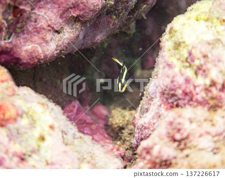 幼年黃尾鯛。遊動時扭動著身體。日本靜岡縣伊豆半島南伊豆町中木町的鱧濱海灘 - 2025，日本頂級浮潛地點之一 137226617