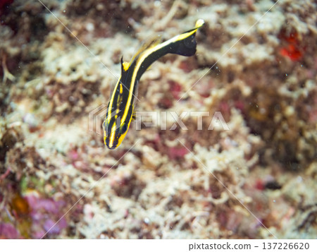 Young yellowtail porgy. Swims in a wriggling motion. Hirizohama Beach, Nakagi, Minamiizu Town, Izu Peninsula, Shizuoka Prefecture - 2025 One of Japan's leading snorkeling spots 137226620