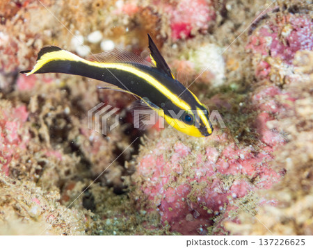 幼年黃尾鯛。遊動時扭動著身體。日本靜岡縣伊豆半島南伊豆町中木町的鱧濱海灘 - 2025，日本頂級浮潛地點之一 137226625