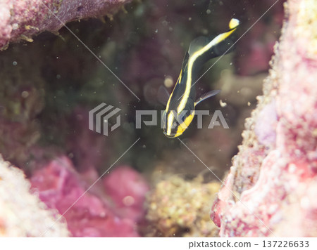Young yellowtail porgy. Swims in a wriggling motion. Hirizohama Beach, Nakagi, Minamiizu Town, Izu Peninsula, Shizuoka Prefecture - 2025 One of Japan's leading snorkeling spots 137226633