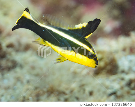 Young yellowtail porgy. Swims in a wriggling motion. Hirizohama Beach, Nakagi, Minamiizu Town, Izu Peninsula, Shizuoka Prefecture - 2025 One of Japan's leading snorkeling spots 137226640