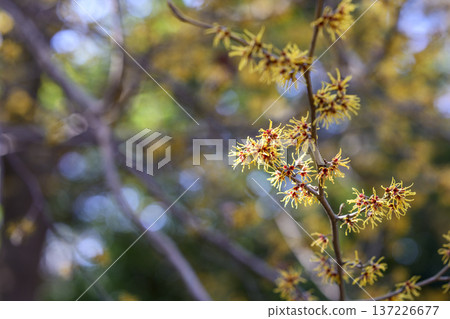Witch hazel flowers, spring, March, material [Kanagawa Prefecture] 137226677