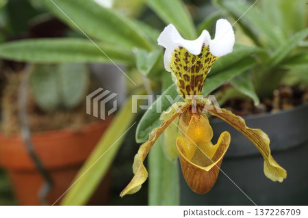 原生蘭花 Paphiopedilum insigne(Paphiopedilum insig)的花朵呈袋狀。 原生蘭花 Paphiopedilum insigne(Paphiopedilum insig)的花朵呈袋狀。 137226709