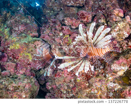 Beautiful lionfish. Hirizohama Beach, Nakagi, Minamiizu Town, Izu Peninsula, Shizuoka Prefecture - 2025 One of Japan's leading snorkeling spots 137226778