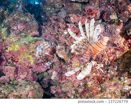 美麗的獅子魚。日本靜岡縣伊豆半島南伊豆町中木町的鱧濱海灘 - 2025,日本頂級浮潛地點之一 美麗的獅子魚。日本靜岡縣伊豆半島南伊豆町中木町的鱧濱海灘 - 2025,日本頂級浮潛地點之一 137226779