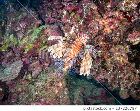 Beautiful lionfish. Hirizohama Beach, Nakagi, Minamiizu Town, Izu Peninsula, Shizuoka Prefecture - 2025 One of Japan's leading snorkeling spots 137226787