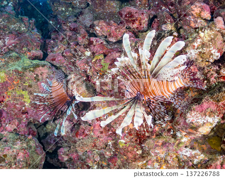 Beautiful lionfish. Hirizohama Beach, Nakagi, Minamiizu Town, Izu Peninsula, Shizuoka Prefecture - 2025 One of Japan's leading snorkeling spots 137226788