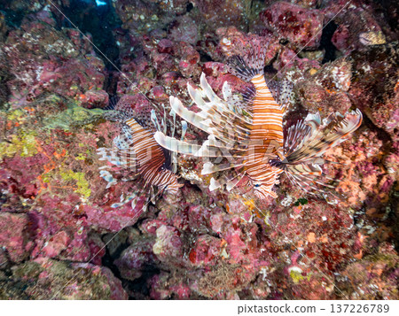 Beautiful lionfish. Hirizohama Beach, Nakagi, Minamiizu Town, Izu Peninsula, Shizuoka Prefecture - 2025 One of Japan's leading snorkeling spots 137226789