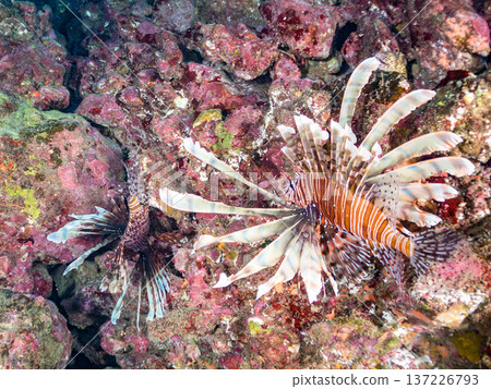 Beautiful lionfish. Hirizohama Beach, Nakagi, Minamiizu Town, Izu Peninsula, Shizuoka Prefecture - 2025 One of Japan's leading snorkeling spots Beautiful lionfish. Hirizohama Beach, Nakagi, Minamiizu Town, Izu Peninsula, Shizuoka Prefecture - 2025 One of Japan's leading snorkeling spots 137226793