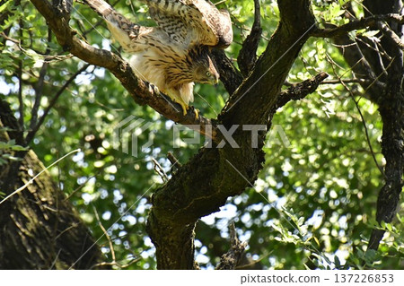 Northern goshawk chick flying 137226853