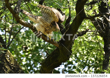 Northern goshawk chick flying Northern goshawk chick flying 137226854