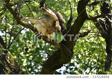 Northern goshawk chick flying 137226856