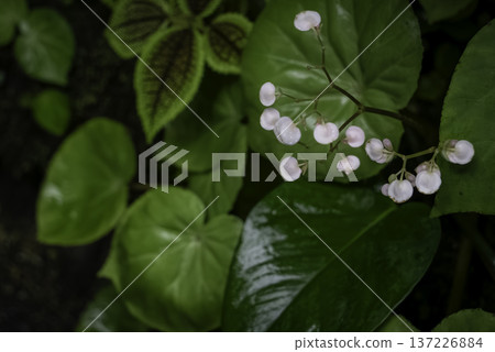 Red-headed begonia Red-headed begonia 137226884