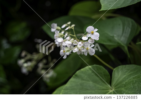 紅頭秋海棠 137226885