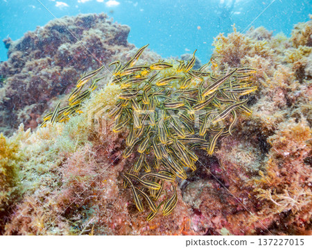 條紋蝎子魚團。幼年條紋蝎子魚及其他魚類。日本靜岡縣伊豆半島中城南伊豆町平枝濱 - 2025 日本頂級浮潛地點之一 137227015