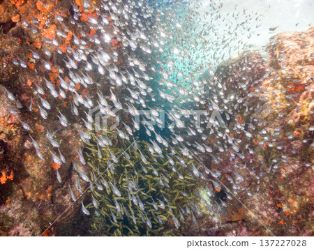 條紋蝎子魚團。幼年條紋蝎子魚及其他魚類。日本靜岡縣伊豆半島中城南伊豆町平枝濱 - 2025 日本頂級浮潛地點之一 條紋蝎子魚團。幼年條紋蝎子魚及其他魚類。日本靜岡縣伊豆半島中城南伊豆町平枝濱 - 2025 日本頂級浮潛地點之一 137227028